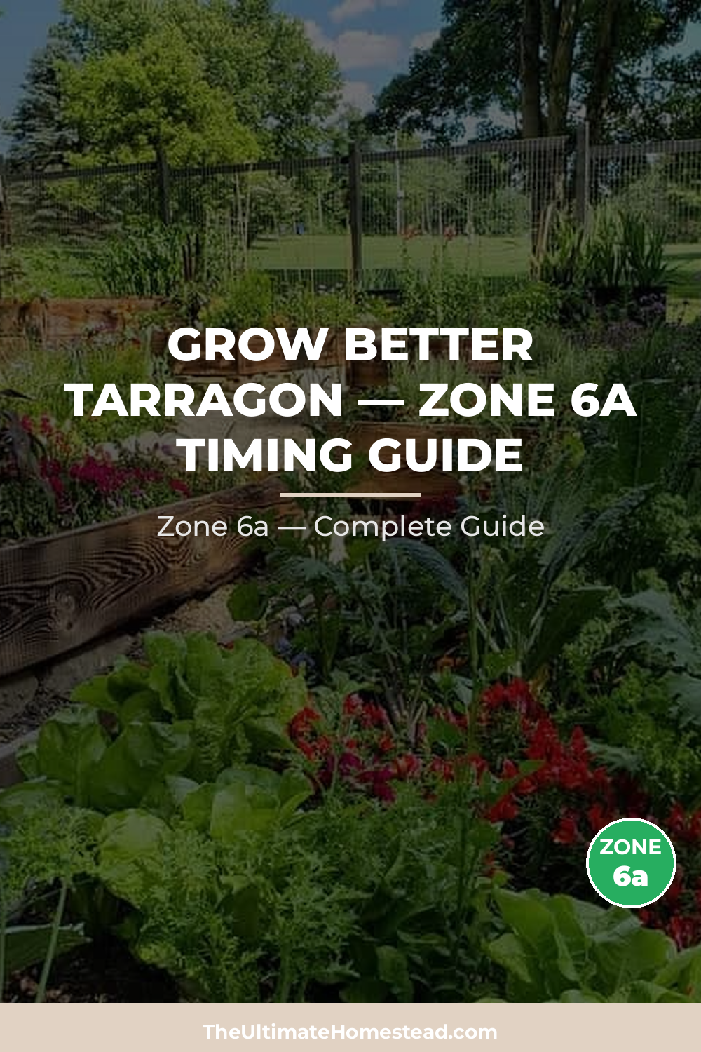 When to Plant Tarragon in Zone 6a
