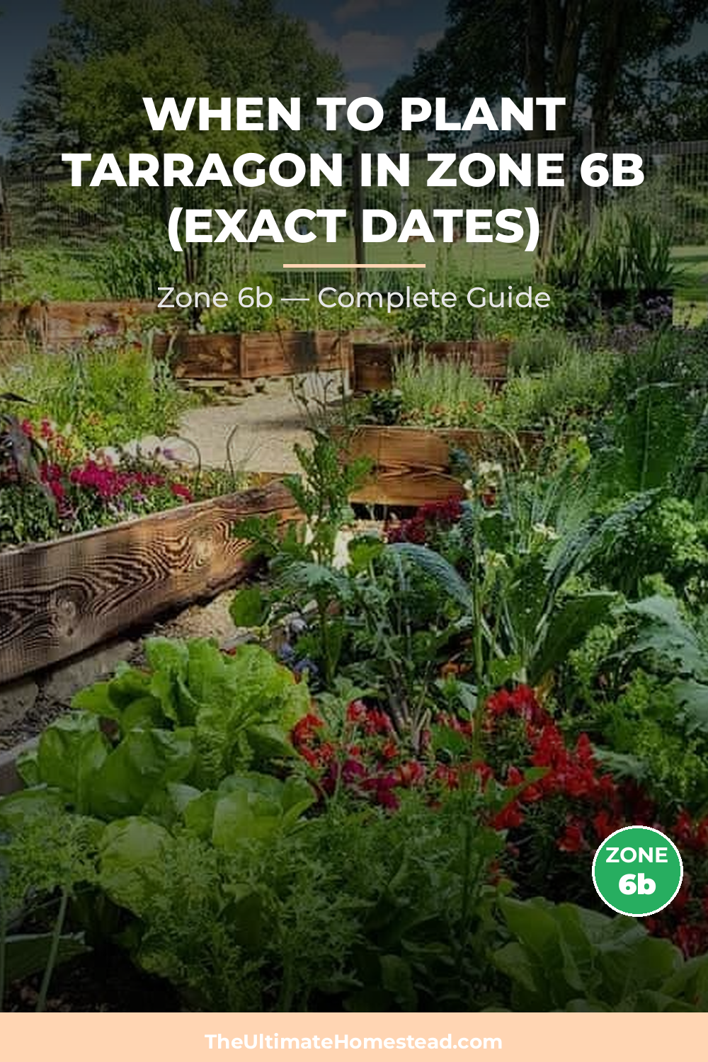 When to Plant Tarragon in Zone 6b