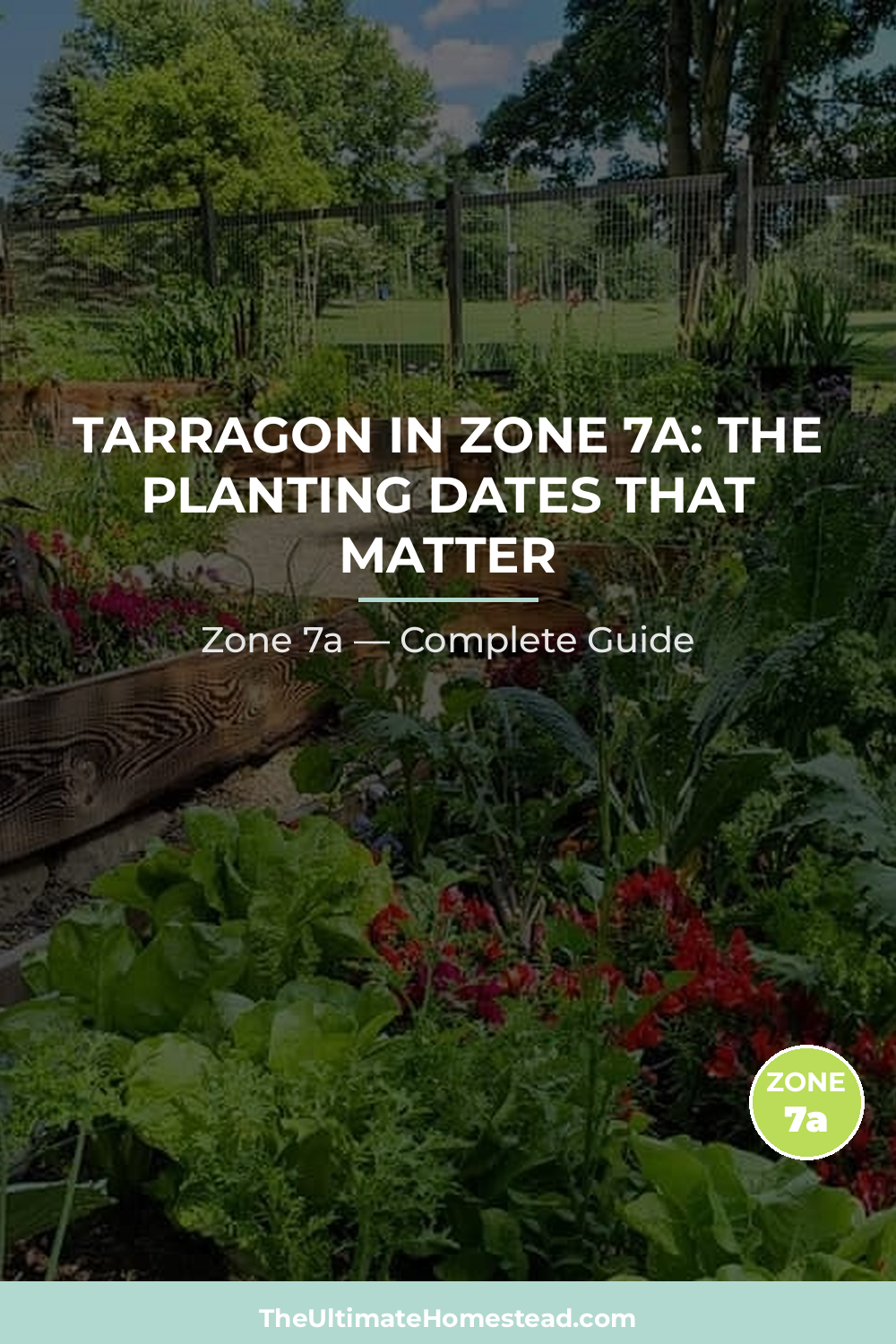 When to Plant Tarragon in Zone 7a