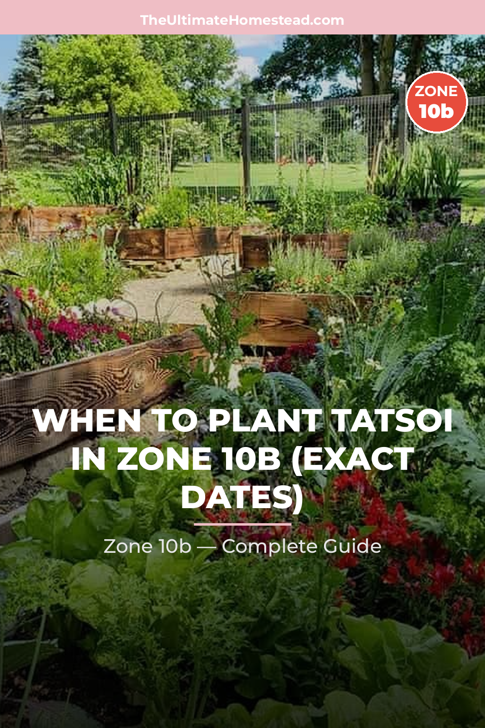 When to Plant Tatsoi in Zone 10b
