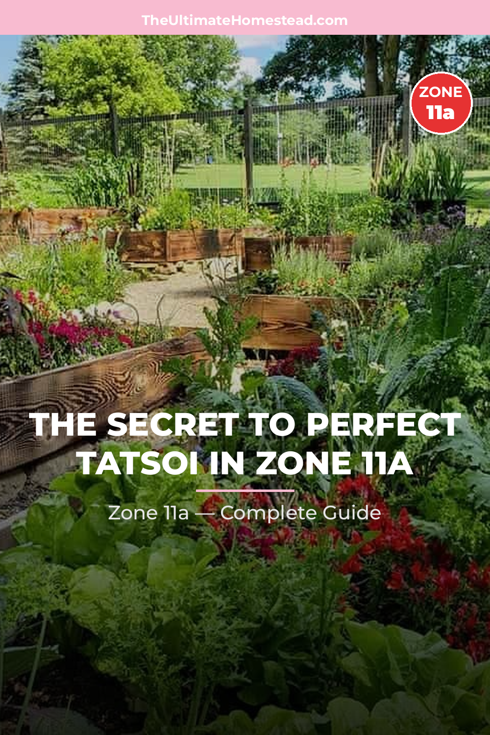 When to Plant Tatsoi in Zone 11a