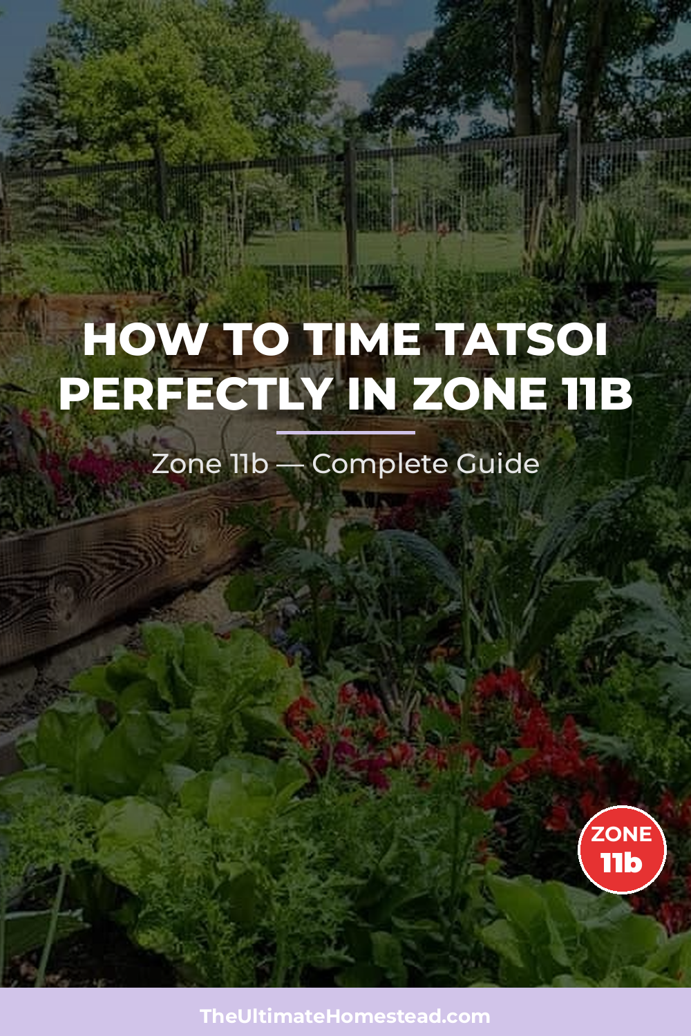 When to Plant Tatsoi in Zone 11b