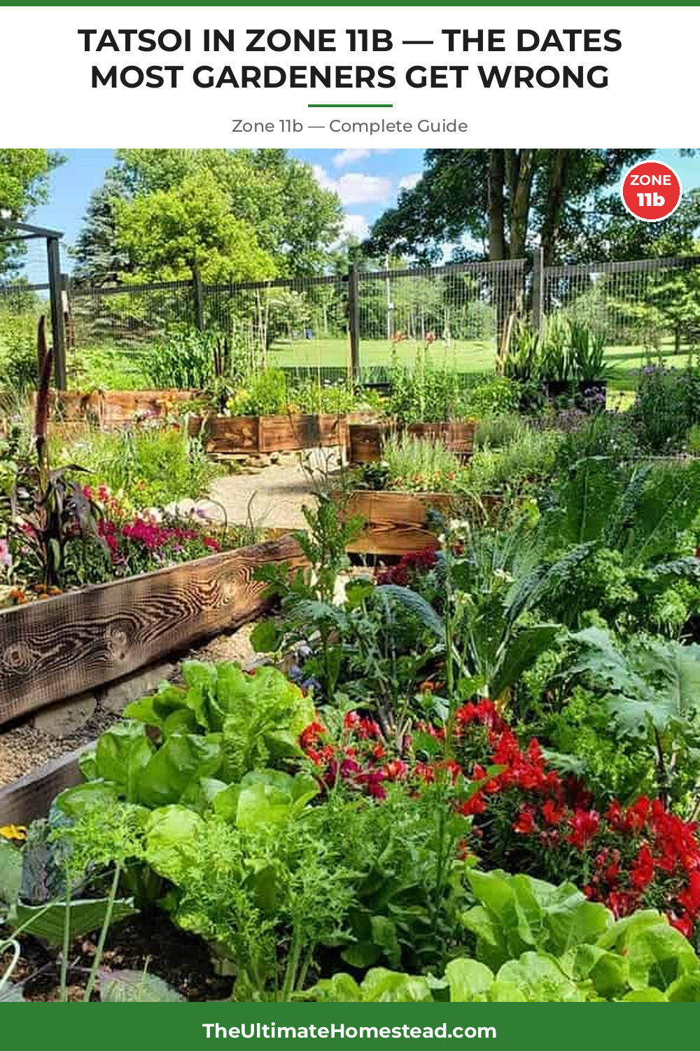 When to Plant Tatsoi in Zone 11b