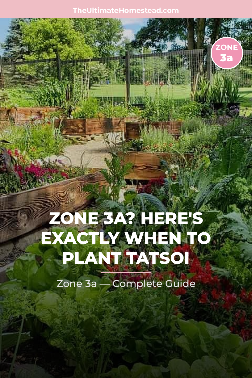 When to Plant Tatsoi in Zone 3a