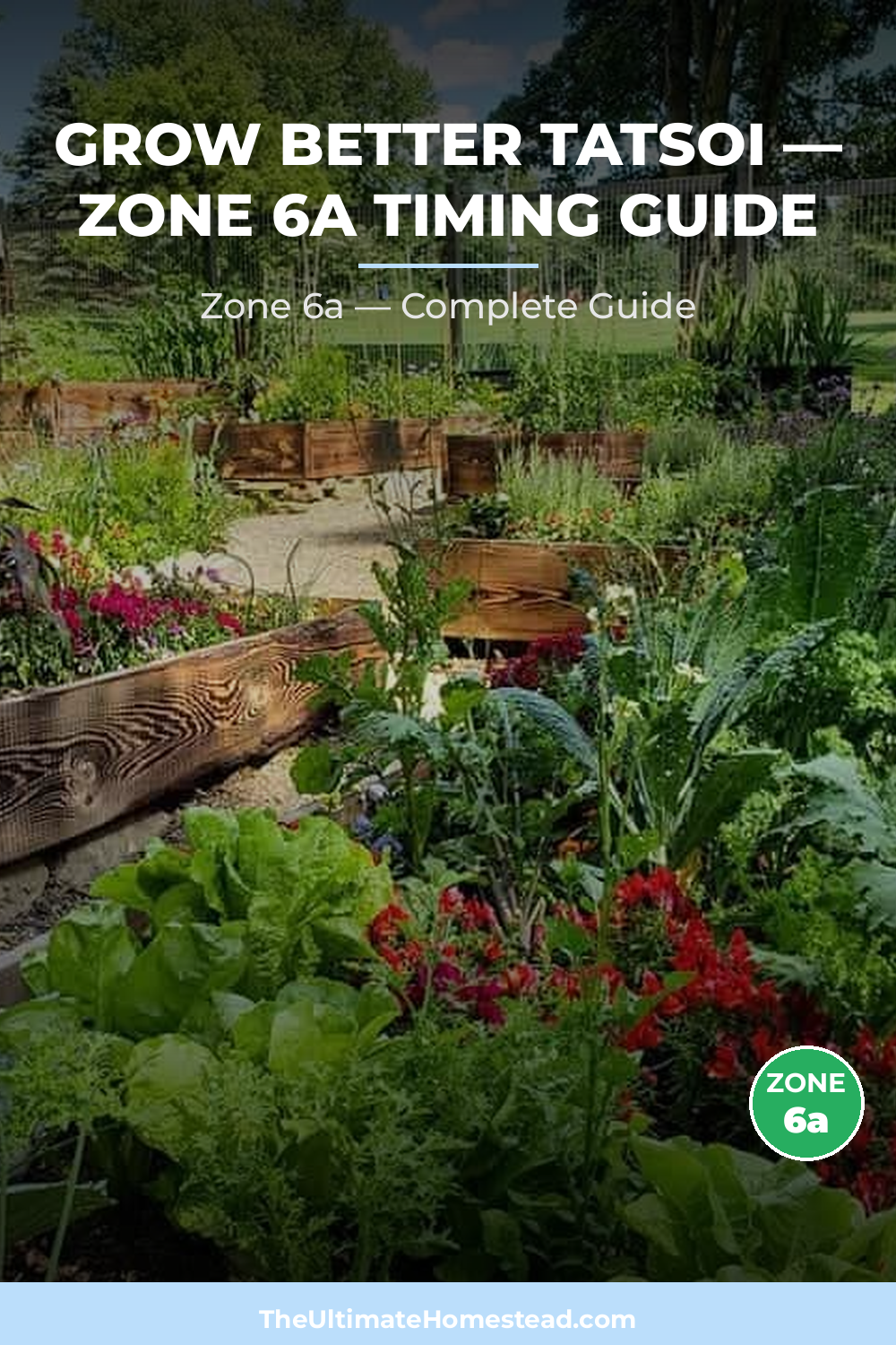 When to Plant Tatsoi in Zone 6a