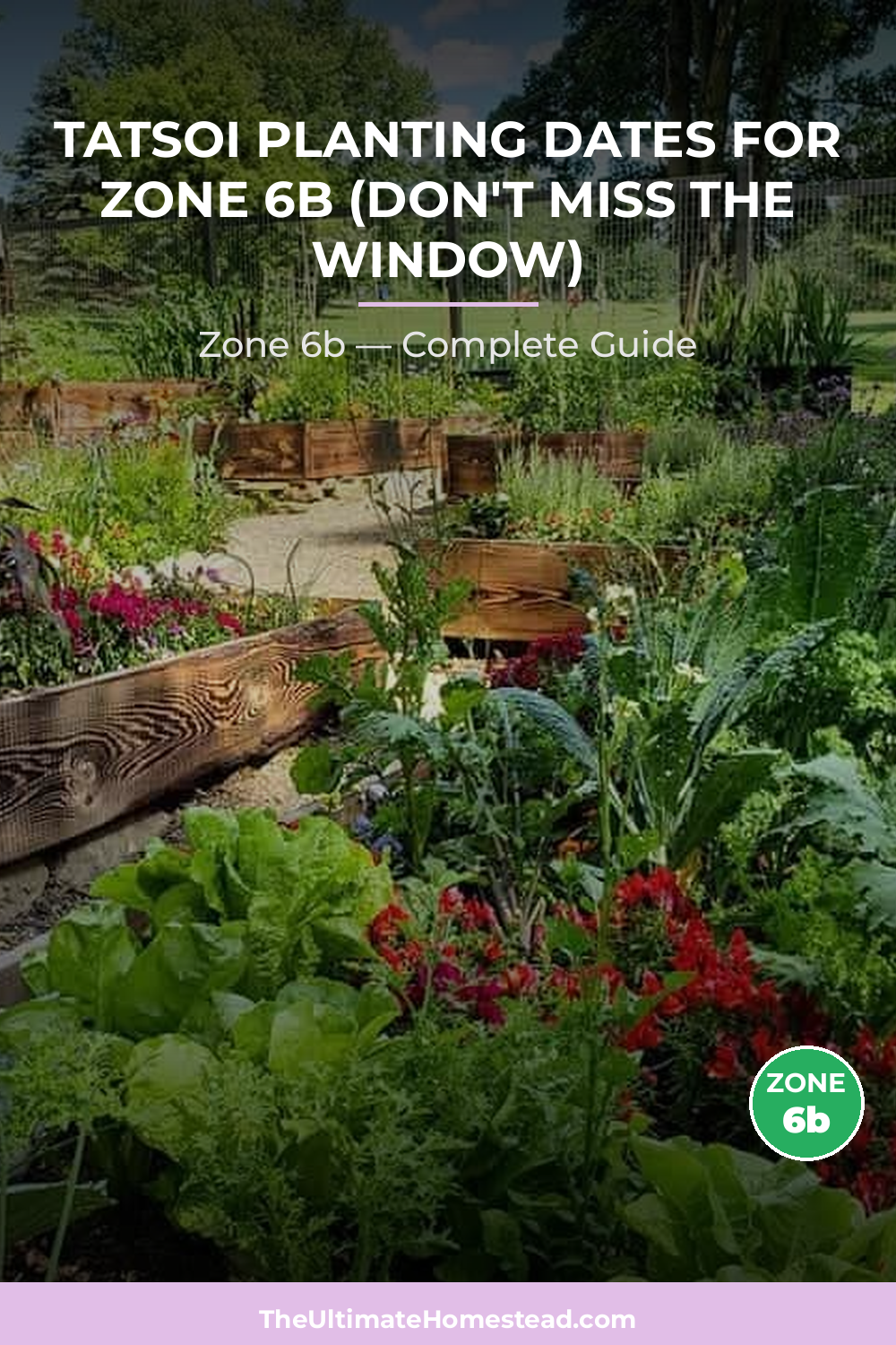When to Plant Tatsoi in Zone 6b