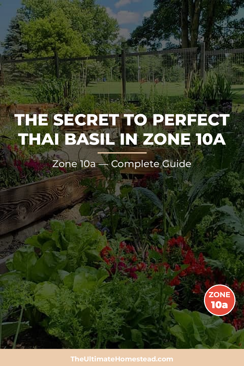 When to Plant Thai Basil in Zone 10a