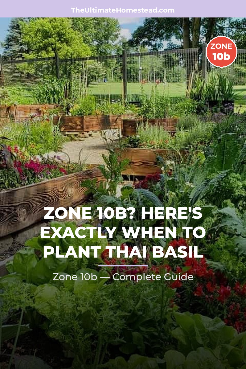 When to Plant Thai Basil in Zone 10b