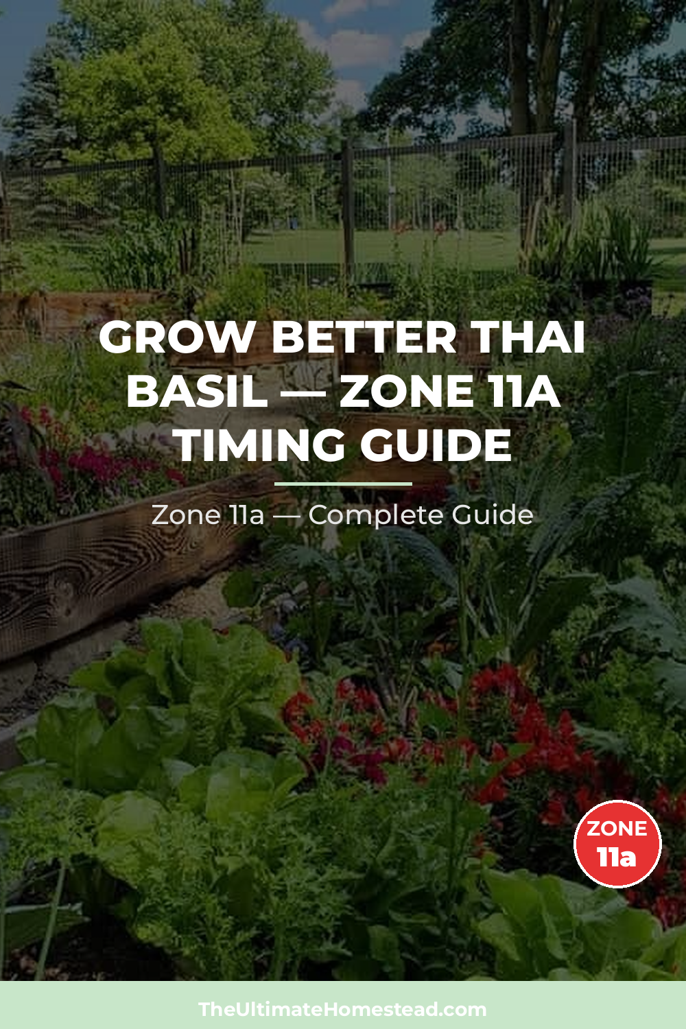 When to Plant Thai Basil in Zone 11a