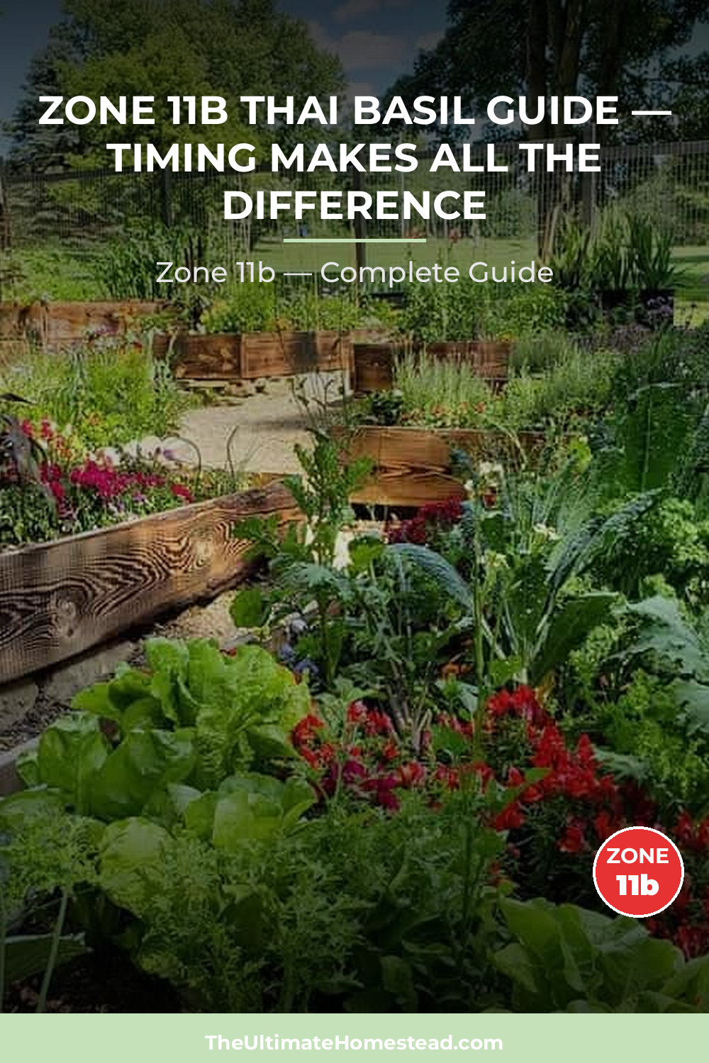 When to Plant Thai Basil in Zone 11b