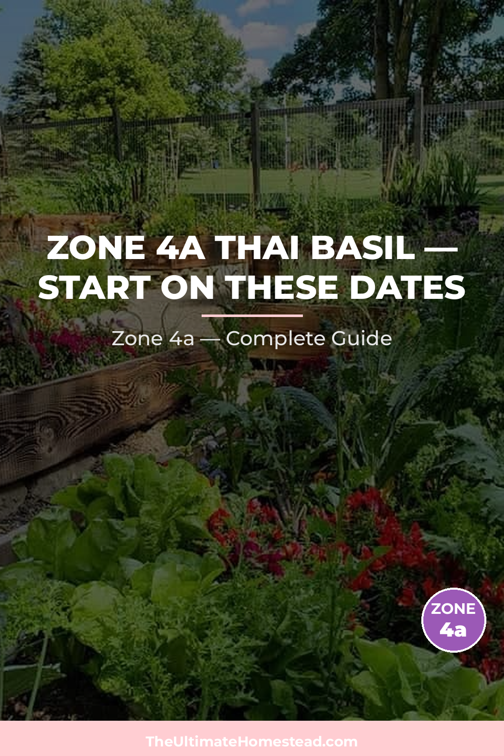 When to Plant Thai Basil in Zone 4a