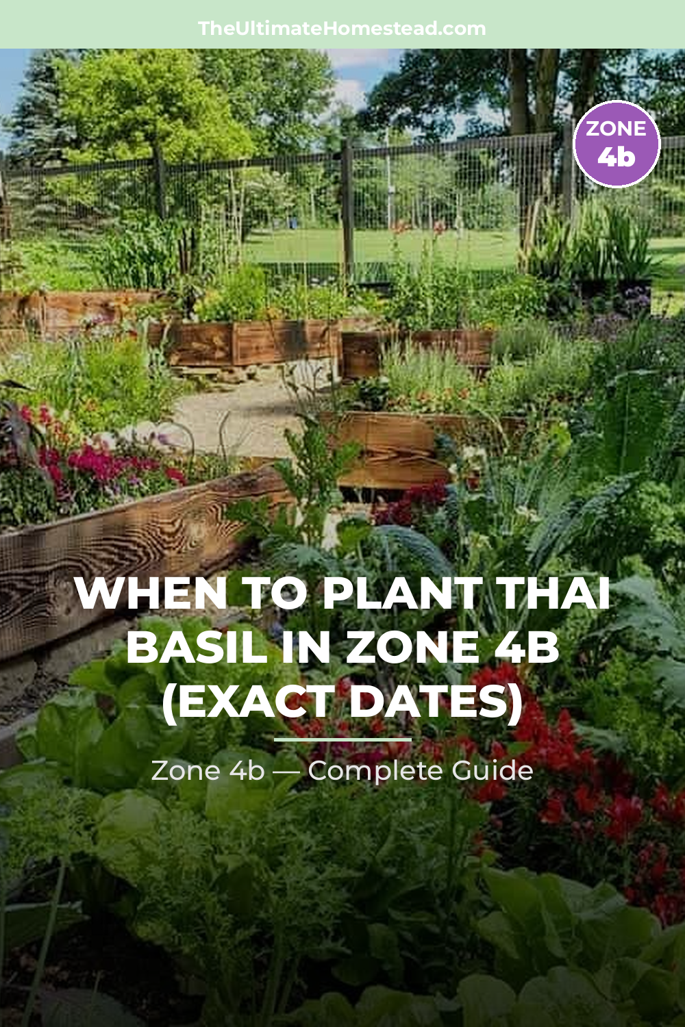 When to Plant Thai Basil in Zone 4b