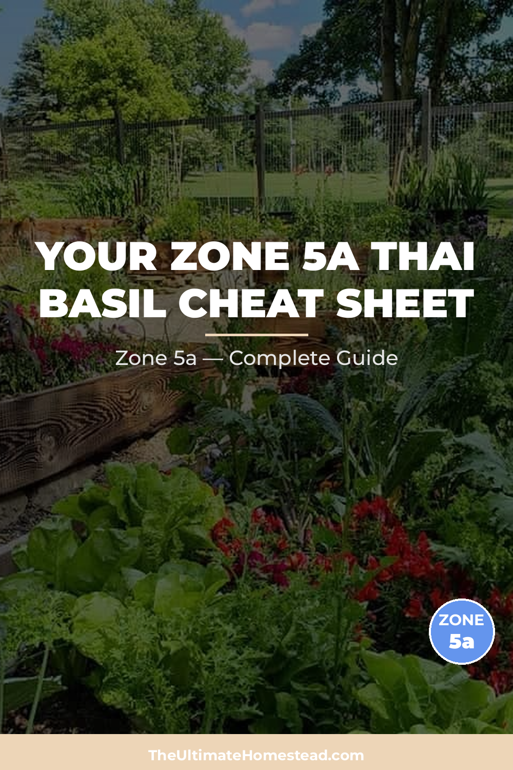 When to Plant Thai Basil in Zone 5a