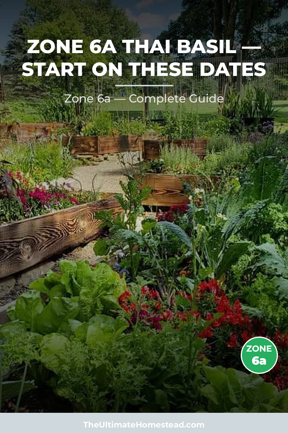 When to Plant Thai Basil in Zone 6a