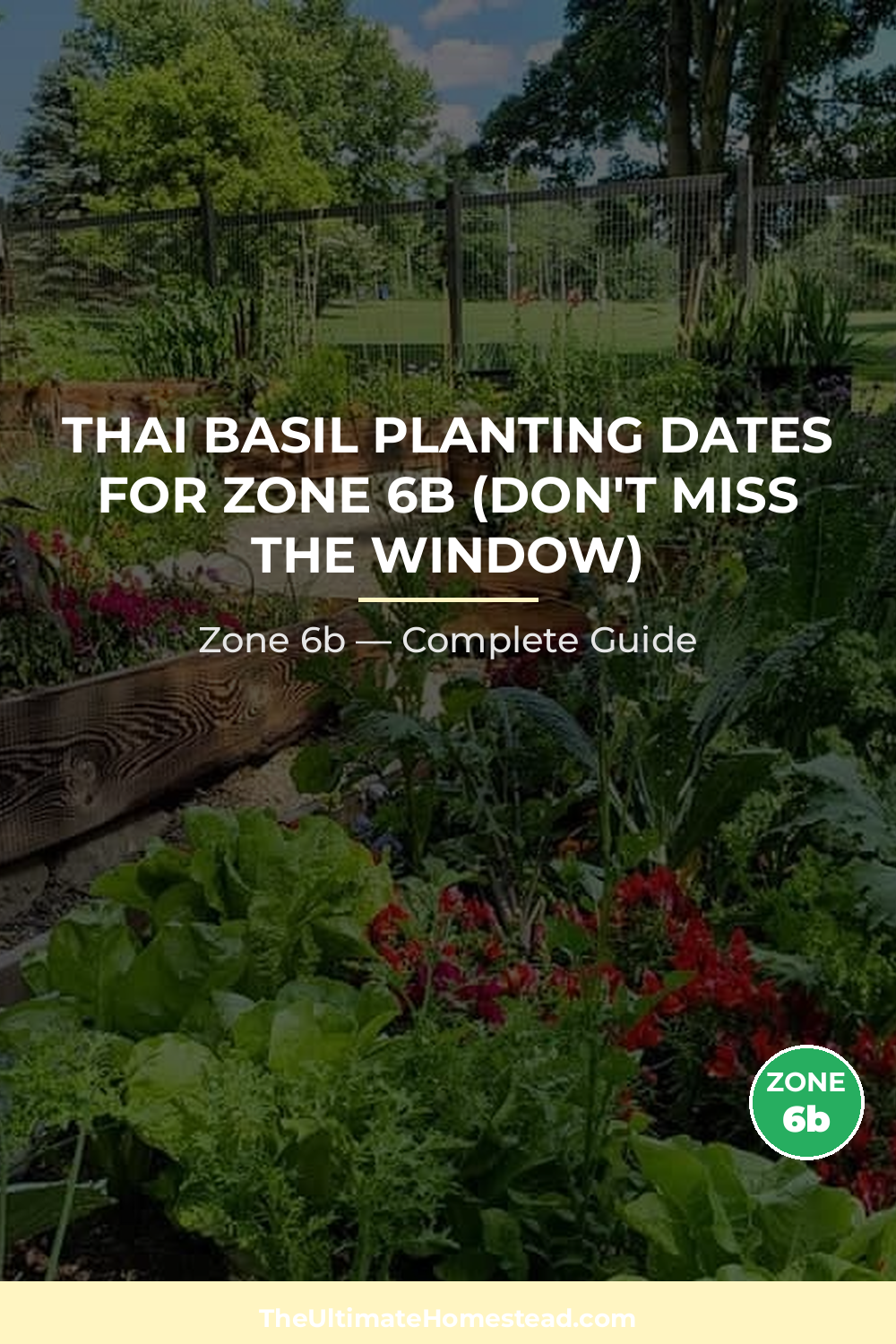 When to Plant Thai Basil in Zone 6b