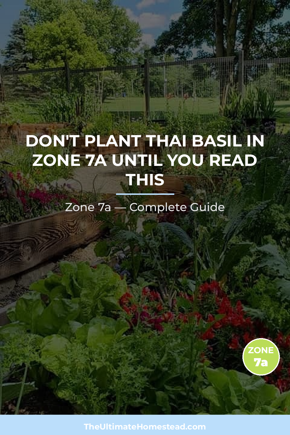 When to Plant Thai Basil in Zone 7a