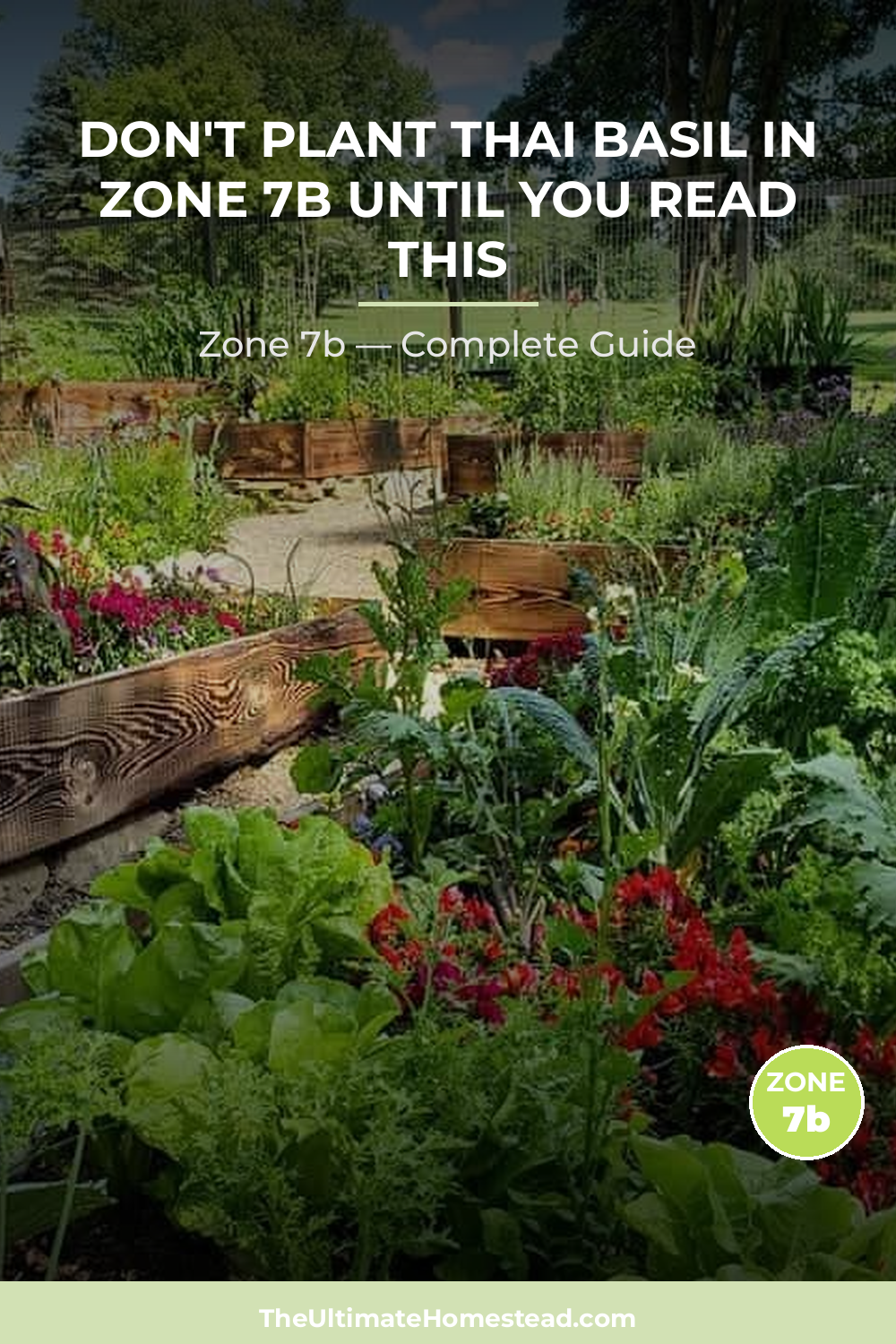 When to Plant Thai Basil in Zone 7b