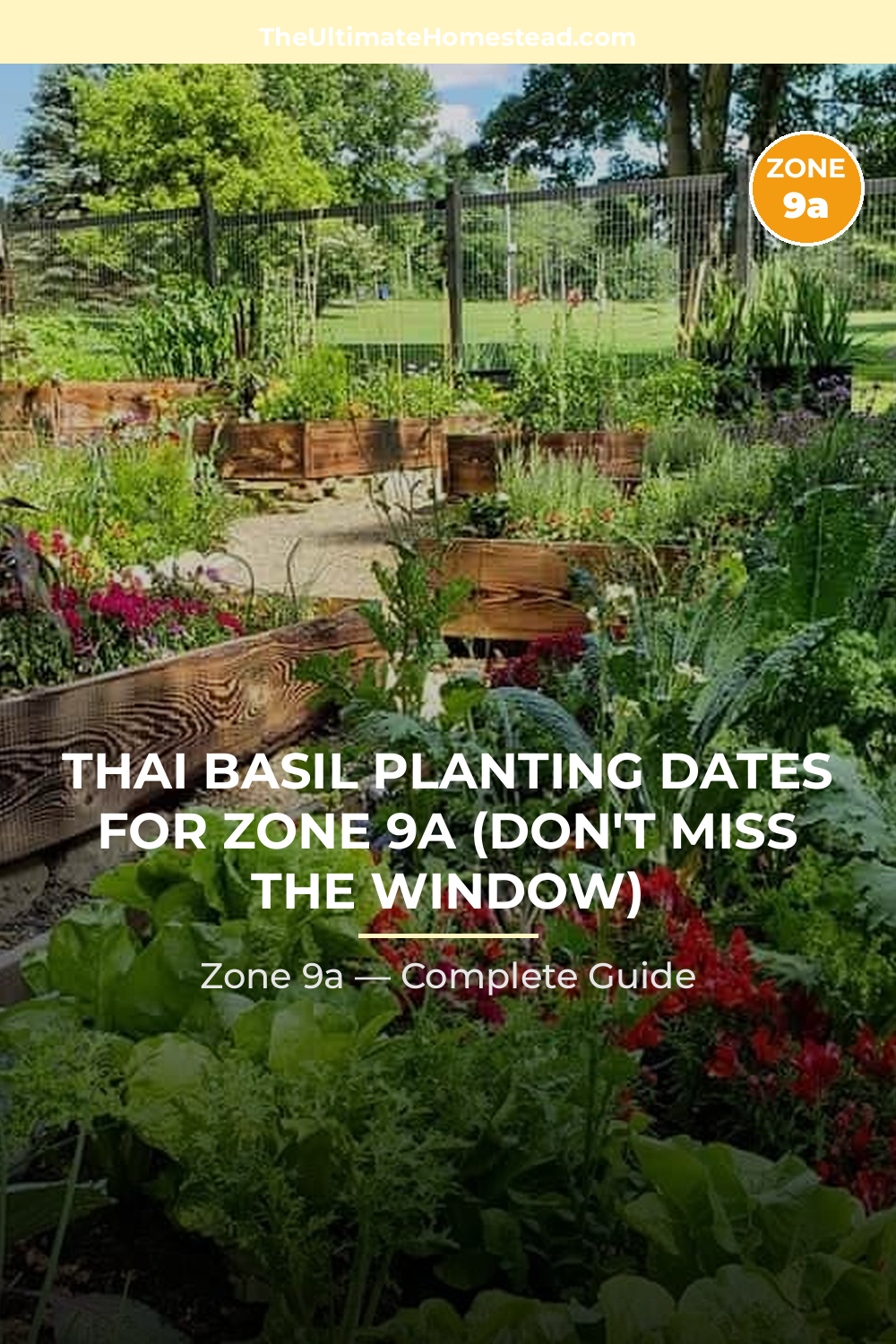 When to Plant Thai Basil in Zone 9a