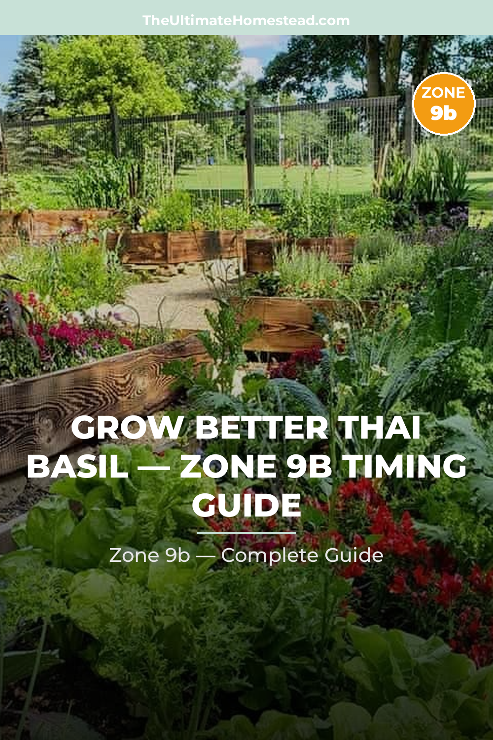 When to Plant Thai Basil in Zone 9b