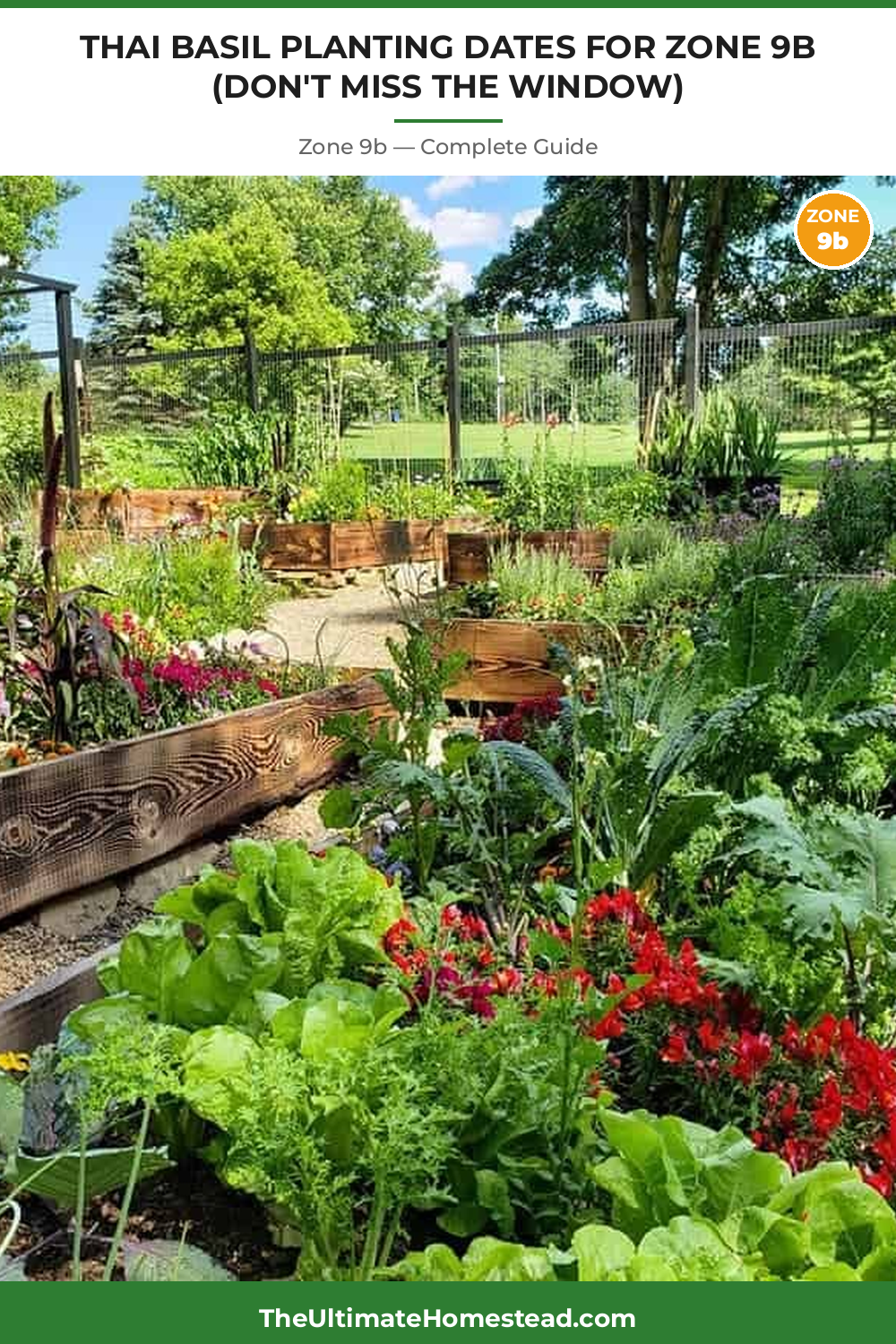 When to Plant Thai Basil in Zone 9b