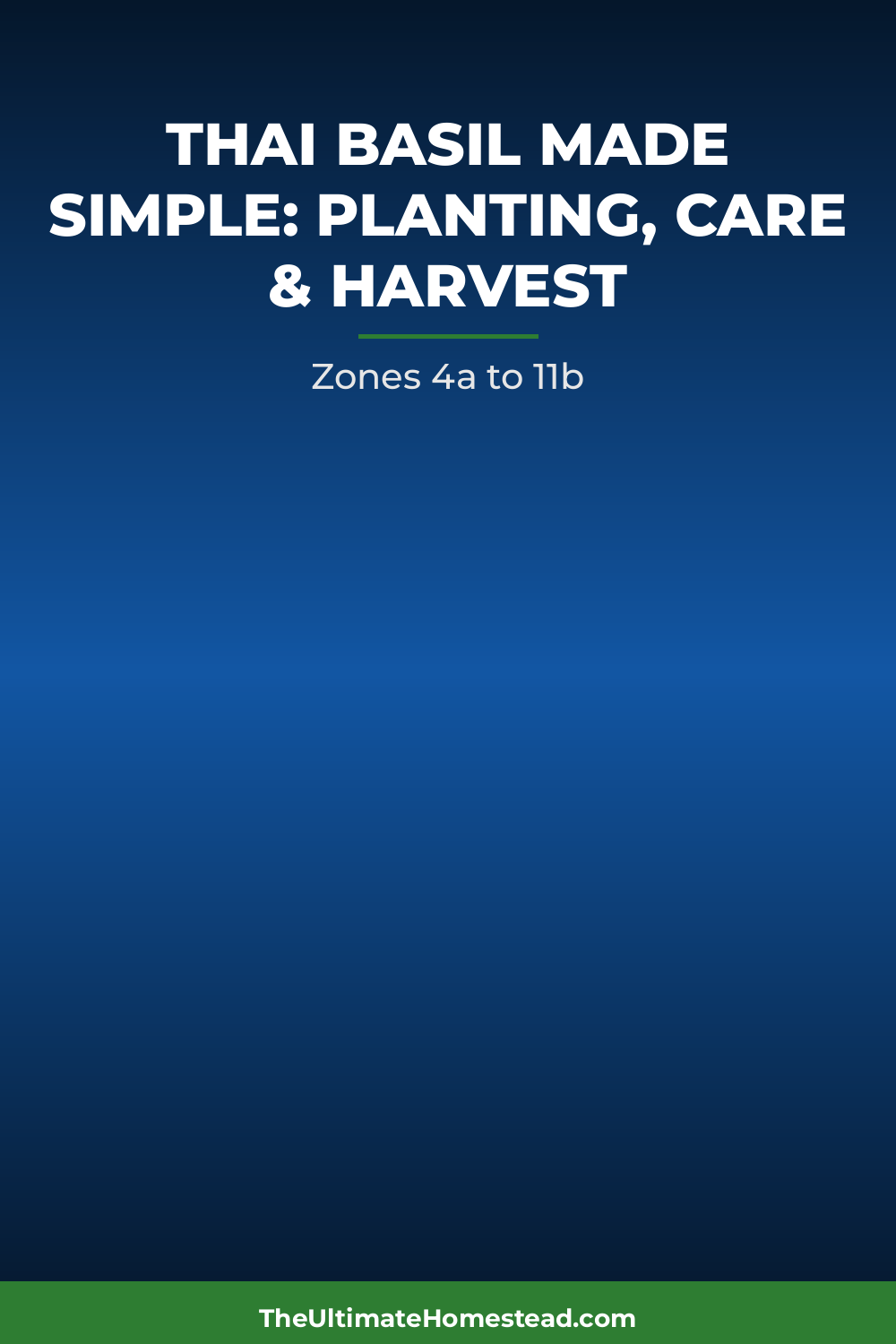 Thai Basil Planting Guide