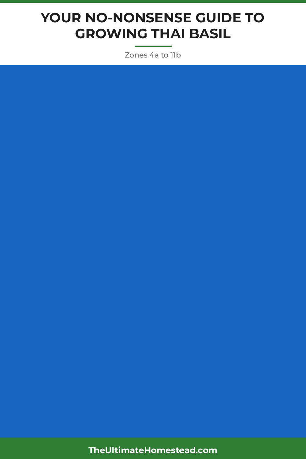 Thai Basil Planting Guide