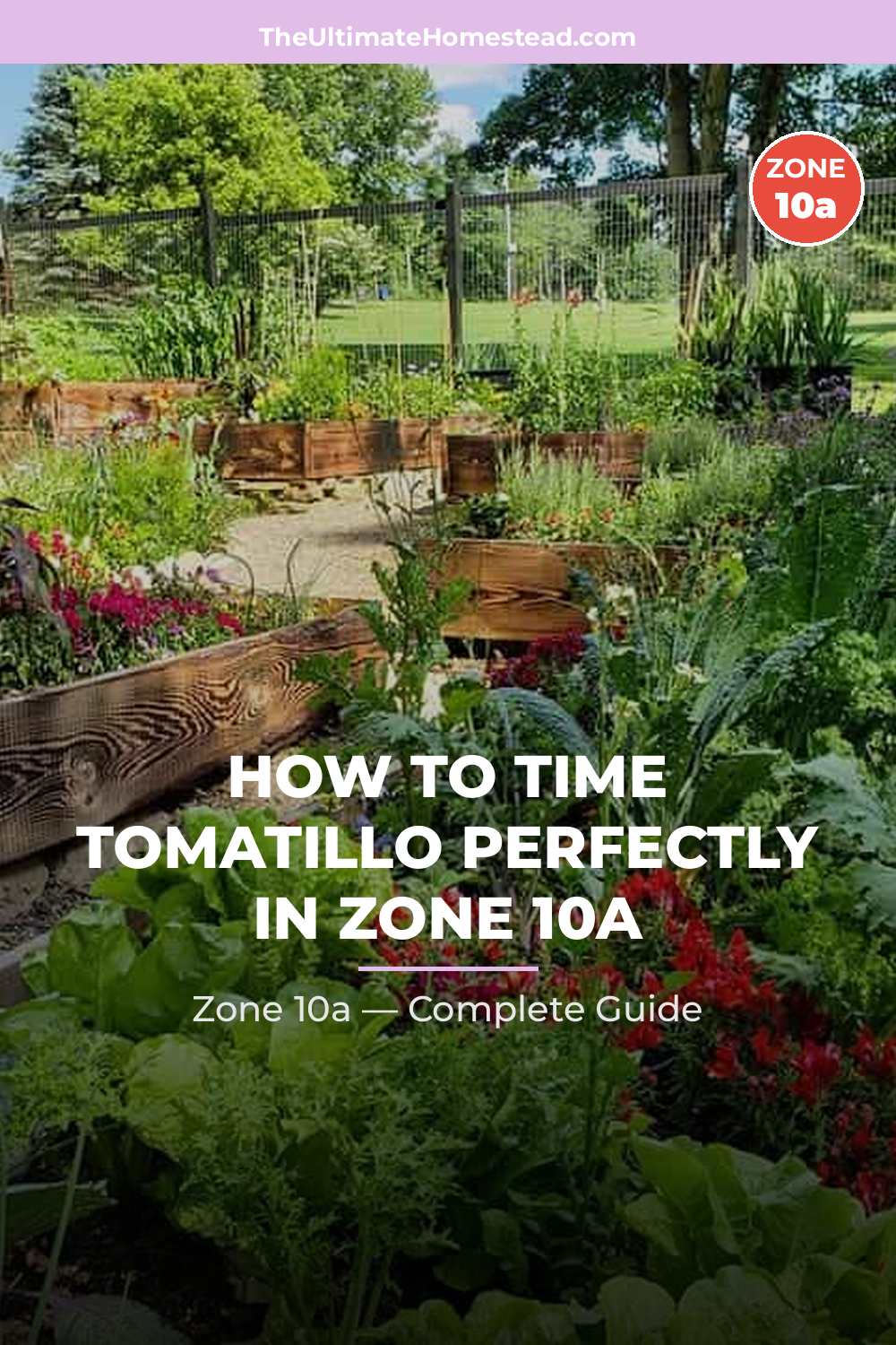 When to Plant Tomatillo in Zone 10a