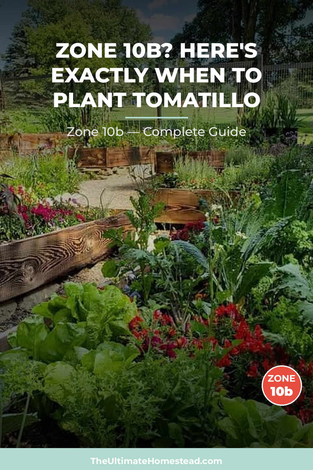 When to Plant Tomatillo in Zone 10b