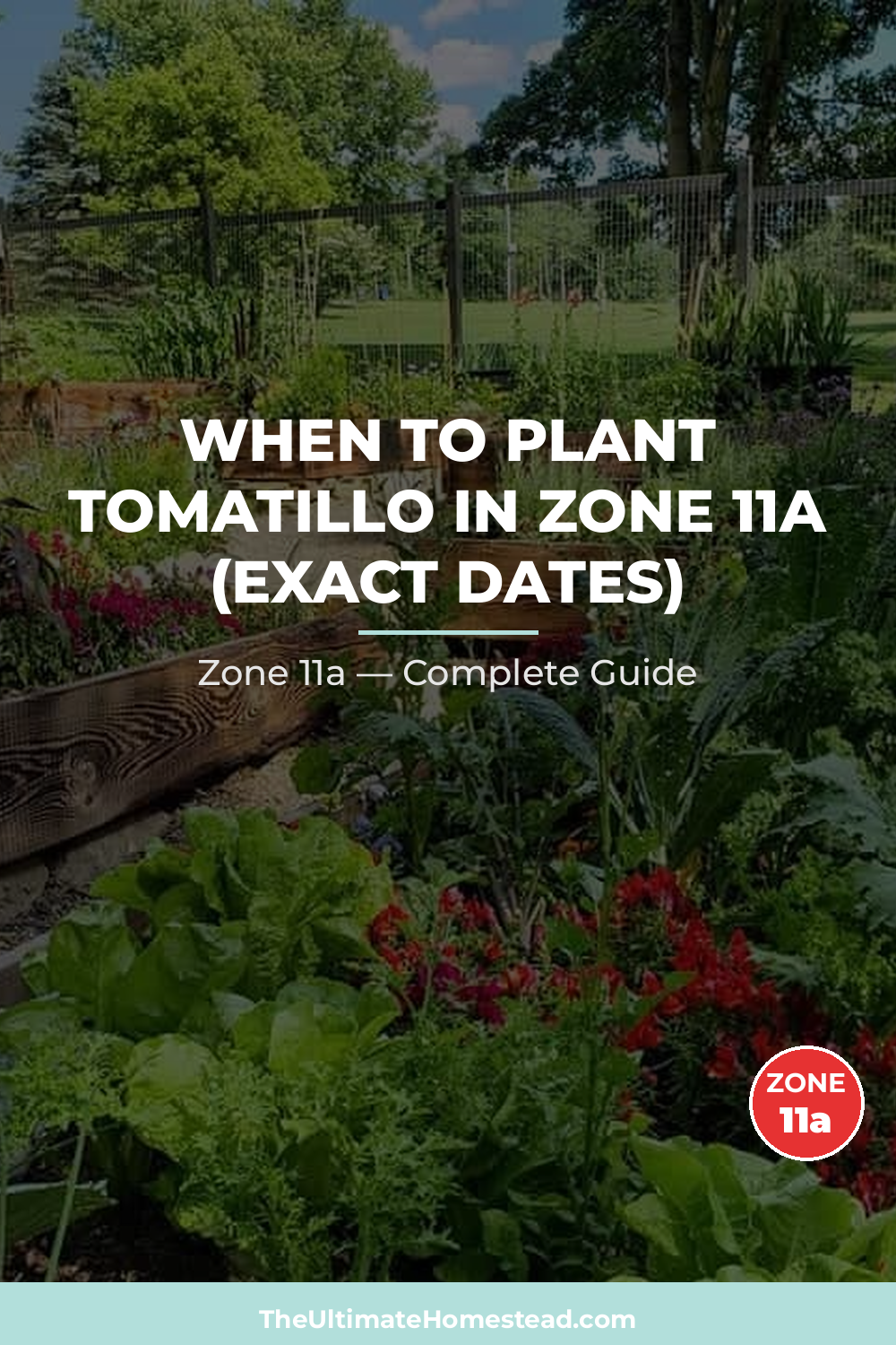 When to Plant Tomatillo in Zone 11a