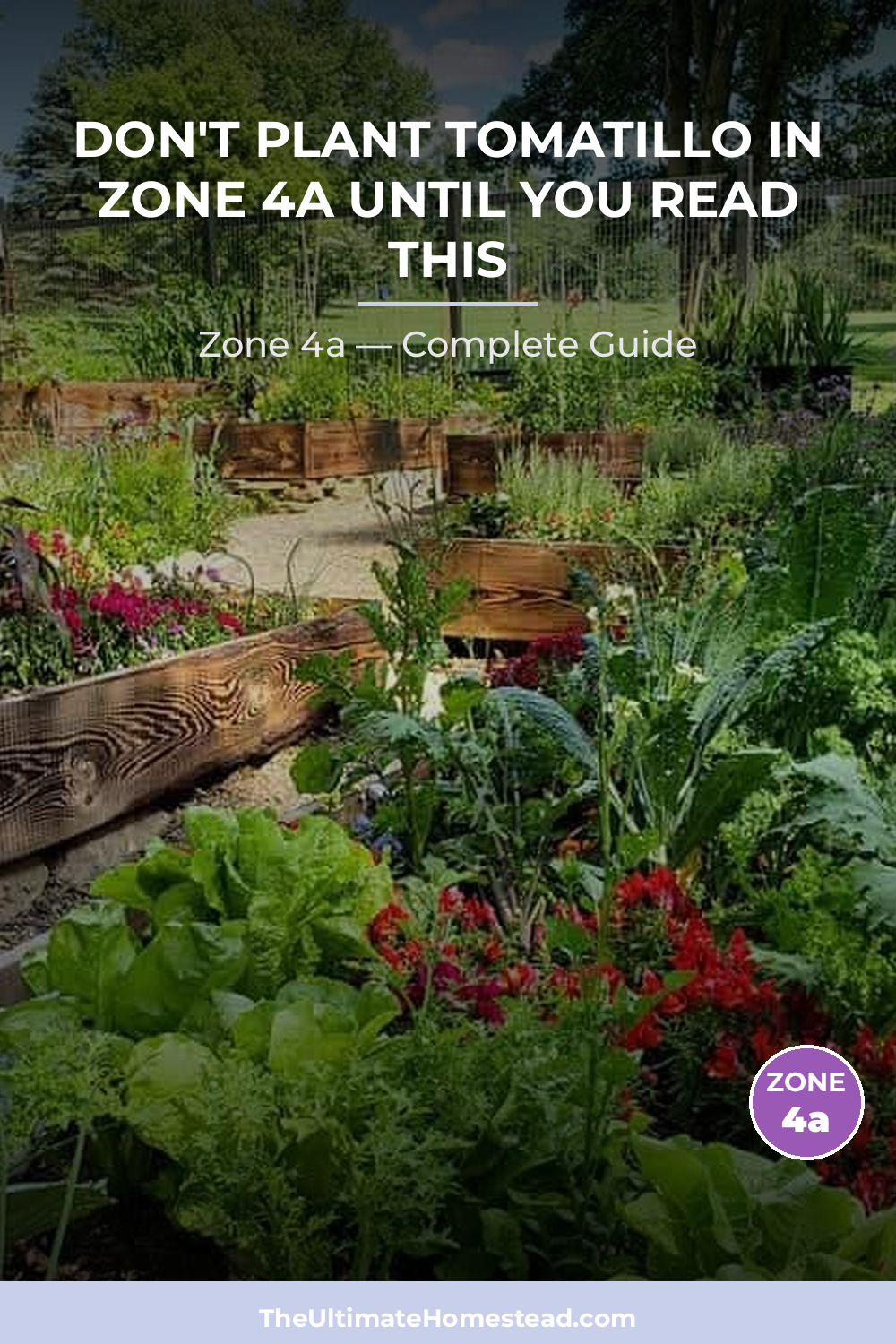 When to Plant Tomatillo in Zone 4a