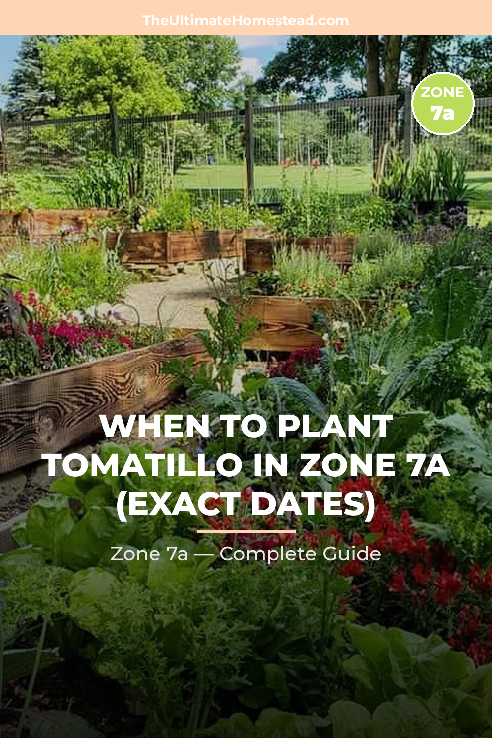 When to Plant Tomatillo in Zone 7a