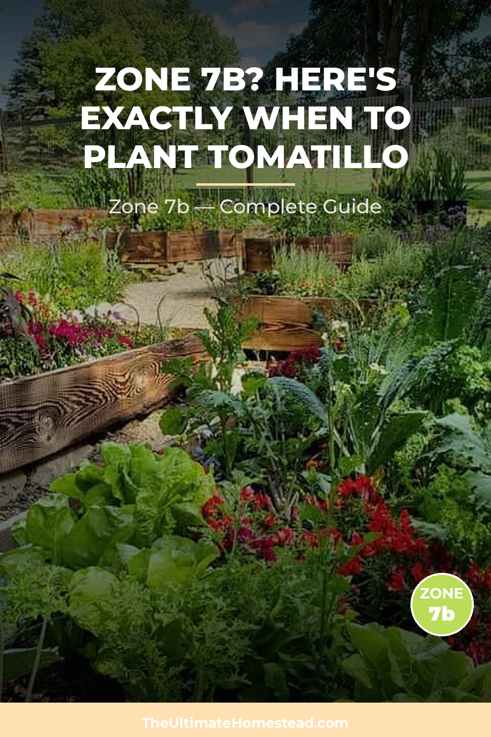 When to Plant Tomatillo in Zone 7b
