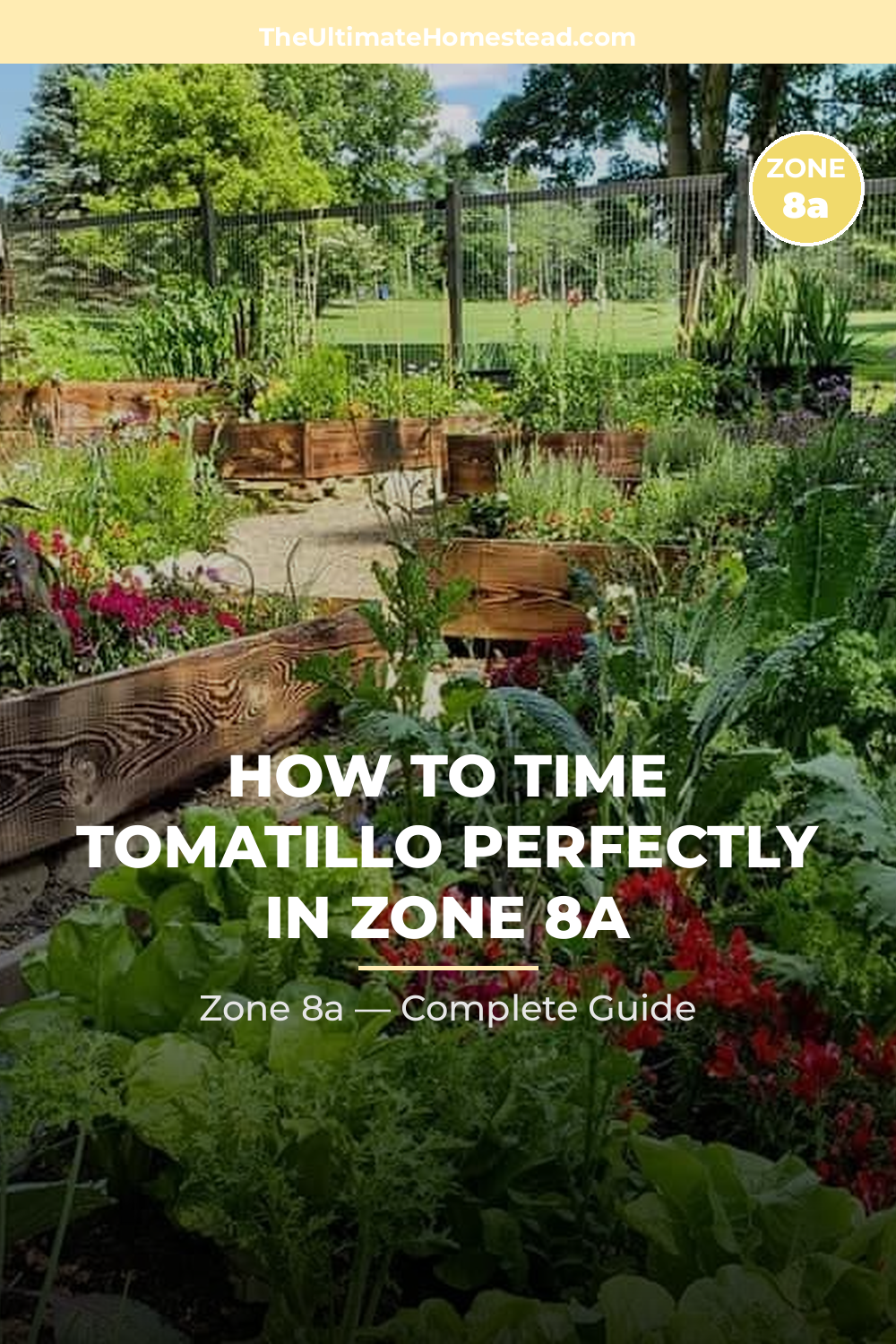 When to Plant Tomatillo in Zone 8a