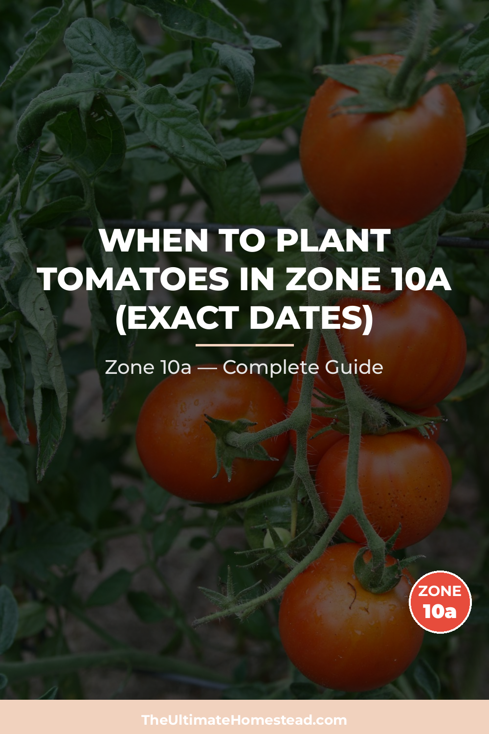 When to Plant Tomatoes in Zone 10a