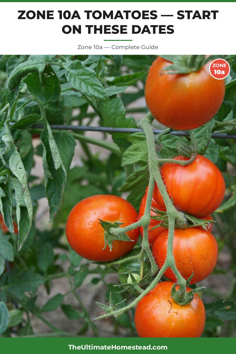 When to Plant Tomatoes in Zone 10a