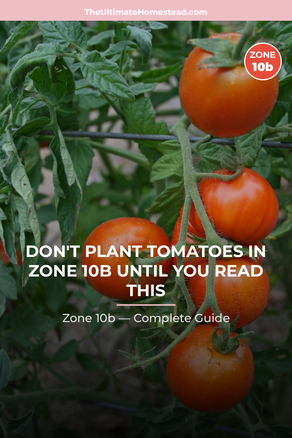When to Plant Tomatoes in Zone 10b