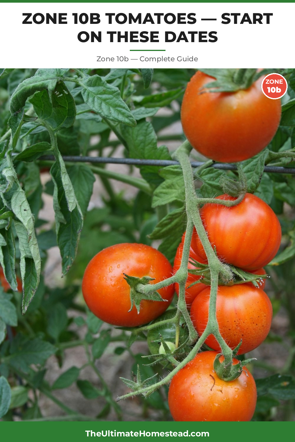 When to Plant Tomatoes in Zone 10b