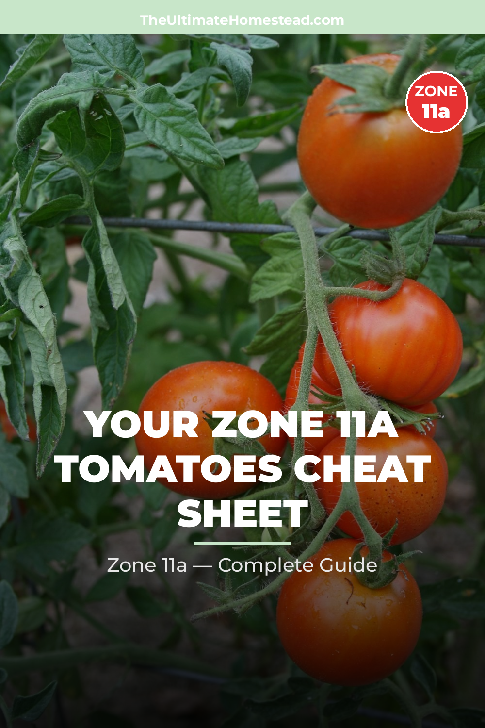 When to Plant Tomatoes in Zone 11a