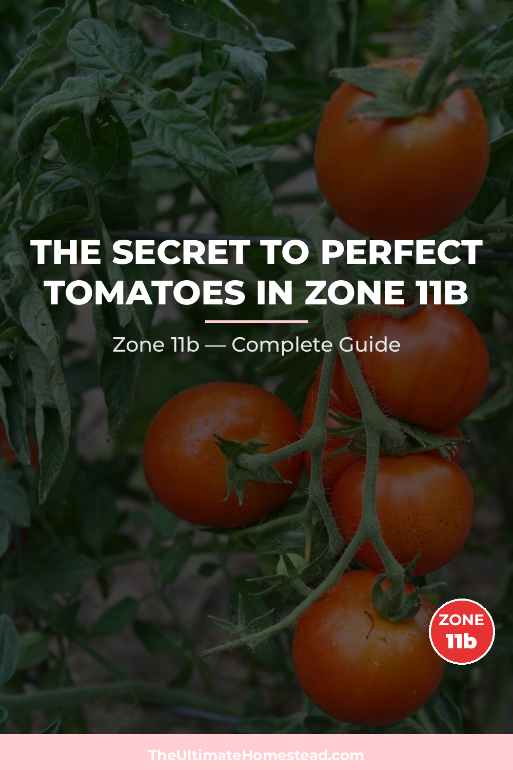 When to Plant Tomatoes in Zone 11b