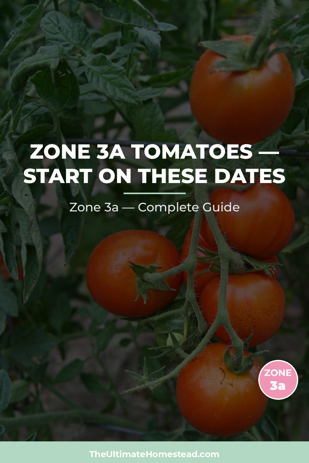 When to Plant Tomatoes in Zone 3a