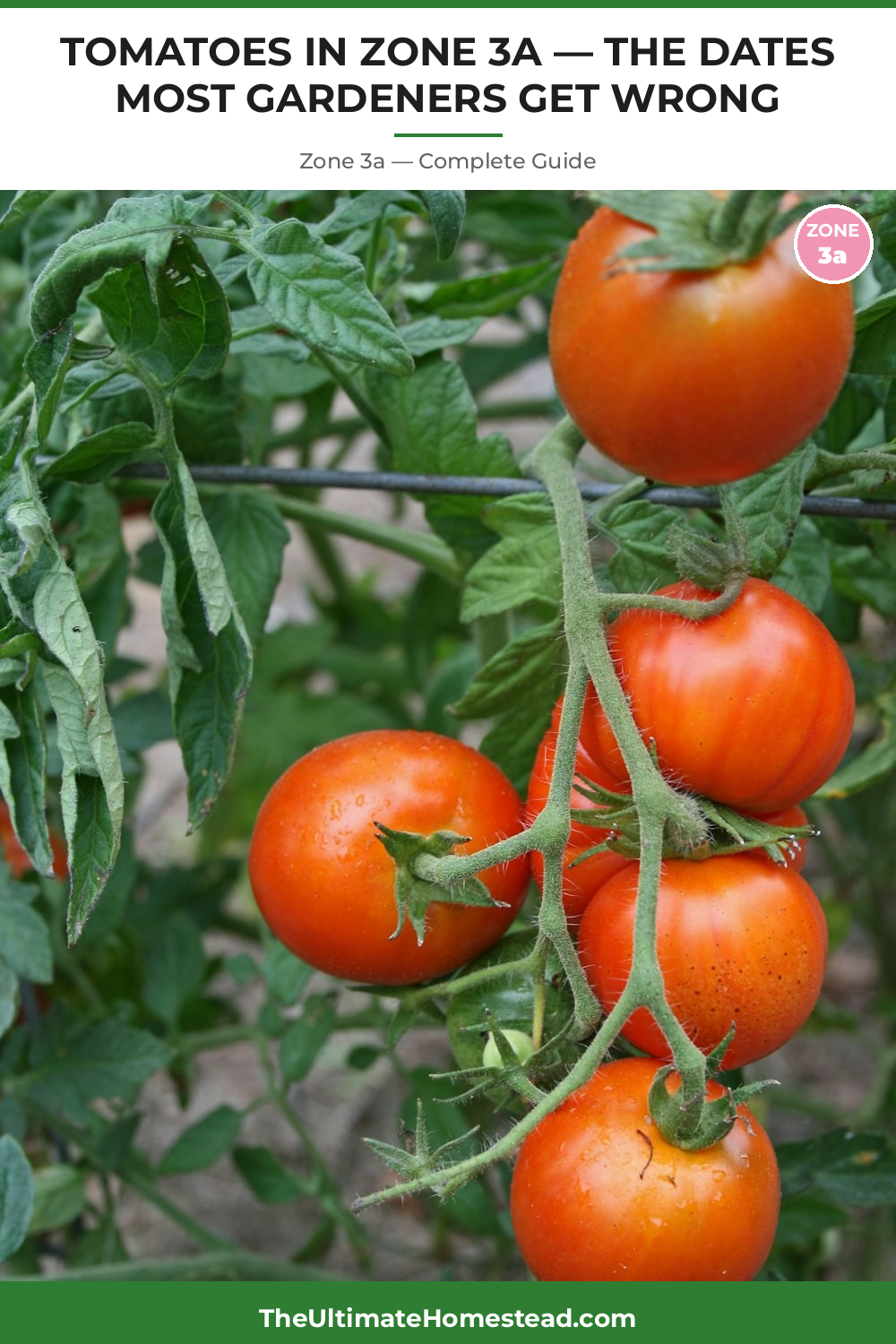 When to Plant Tomatoes in Zone 3a