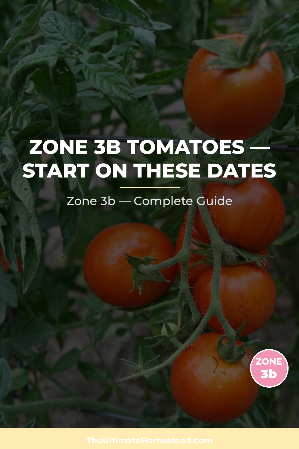 When to Plant Tomatoes in Zone 3b