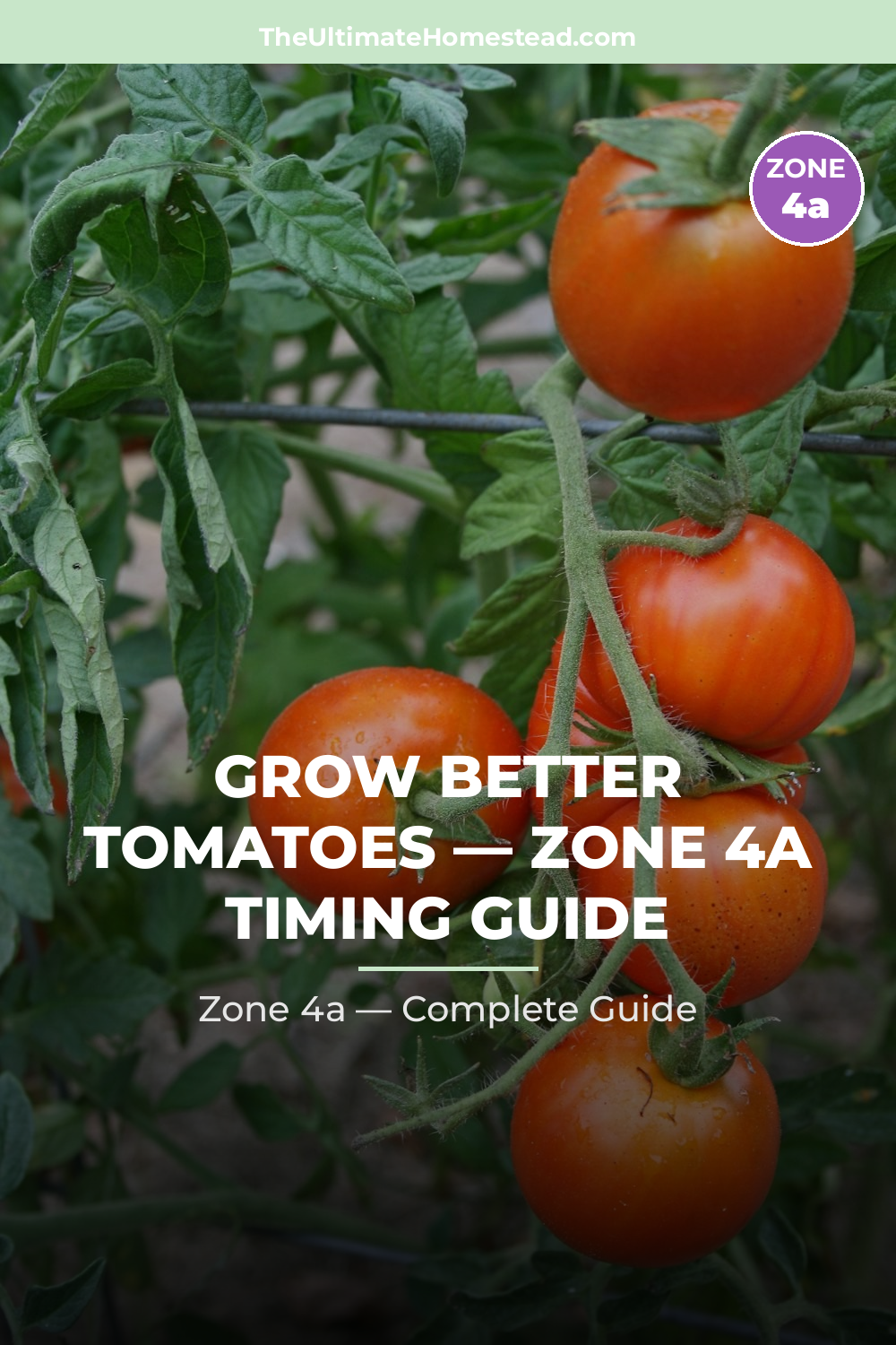 When to Plant Tomatoes in Zone 4a