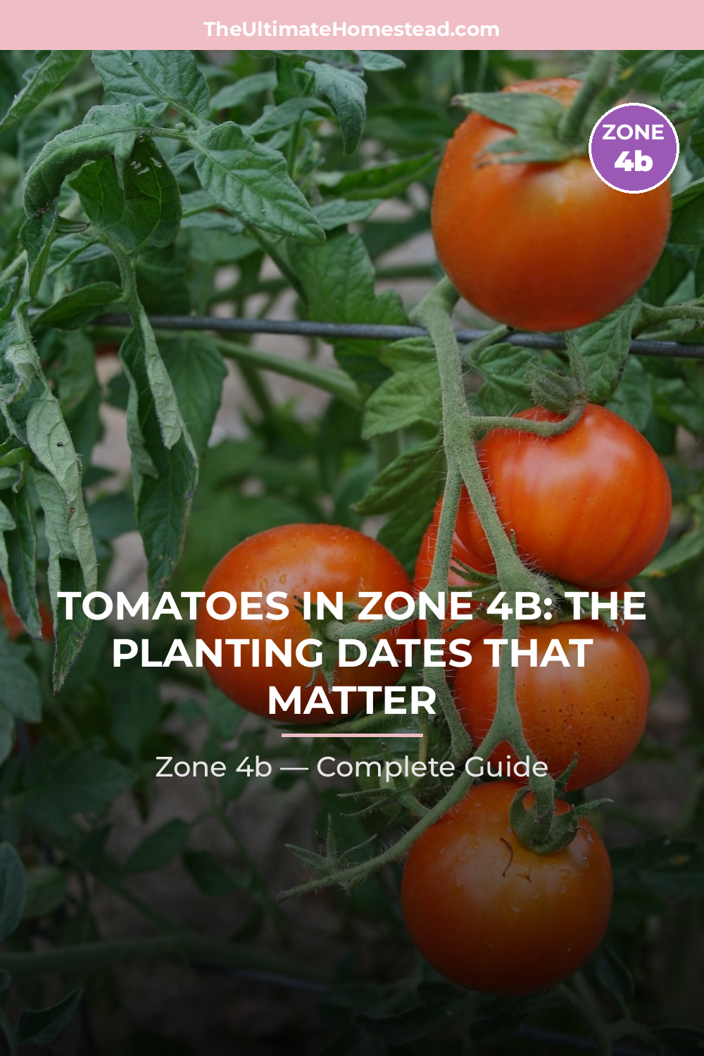 When to Plant Tomatoes in Zone 4b