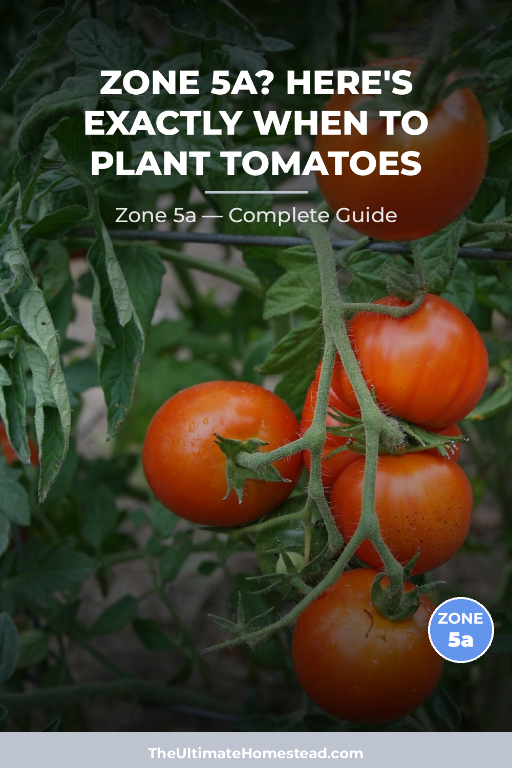 When to Plant Tomatoes in Zone 5a