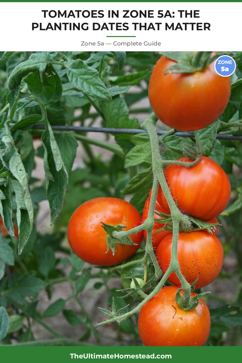 When to Plant Tomatoes in Zone 5a
