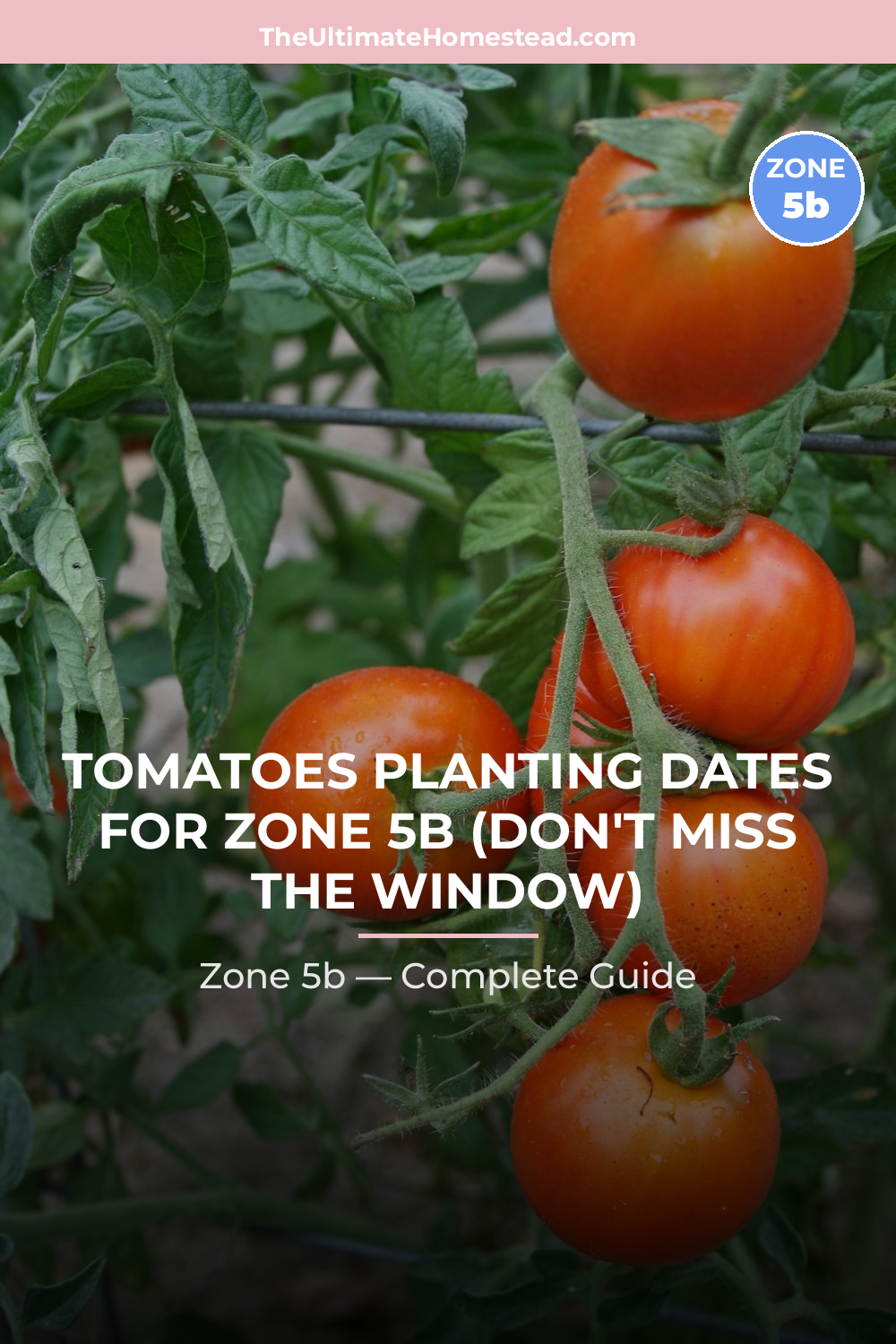When to Plant Tomatoes in Zone 5b