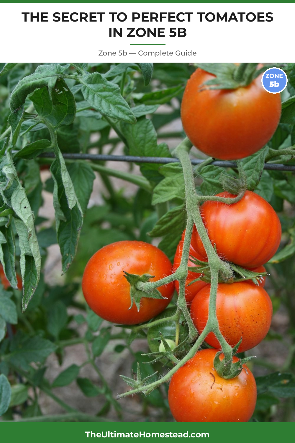 When to Plant Tomatoes in Zone 5b