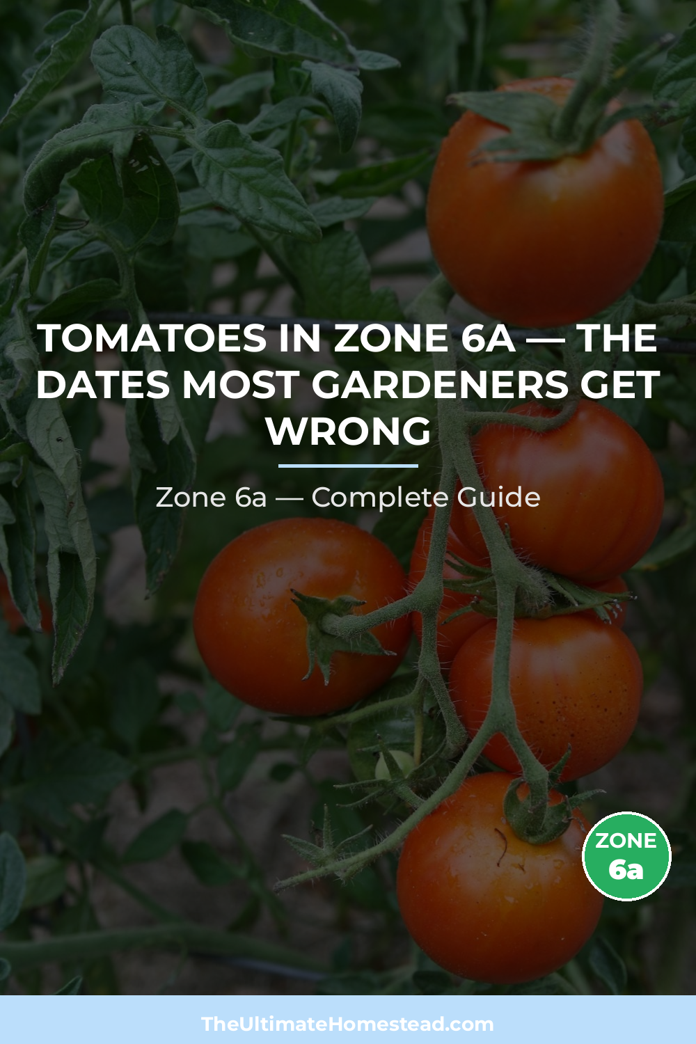 When to Plant Tomatoes in Zone 6a
