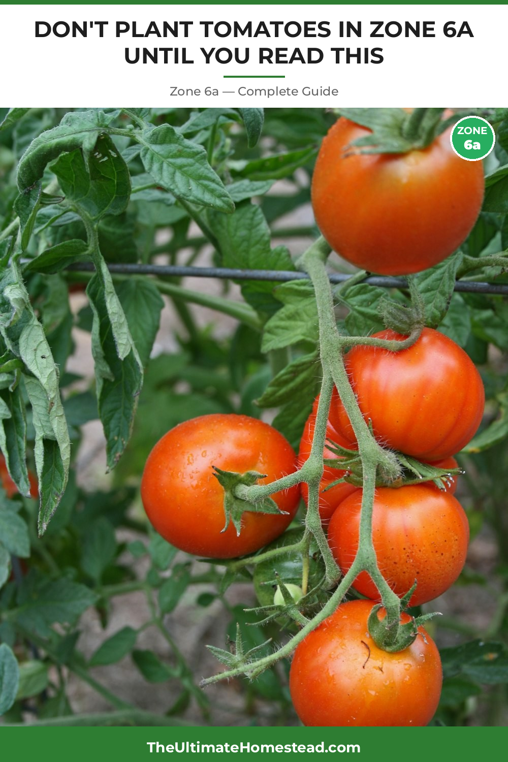When to Plant Tomatoes in Zone 6a
